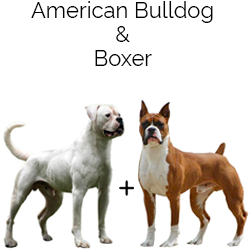 Bulloxer Dog